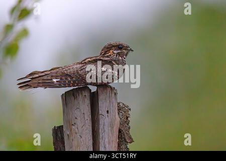 Die Europäische Nachtschüssel (Caprimulgus europaeus), gewöhnlicher Ziegenlutscher, eurasischer Nachtschrank oder einfach nur Nachtschrank ist ein krepuskulärer und nächtlicher Vogel Stockfoto