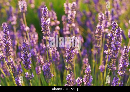 Nahaufnahme, Makroansicht von leuchtenden lila Lavendelblüten in sanftem Abendsonnenlicht. Goldenes Licht, zarte Textur und duftende Essenz von blühendem Plan Stockfoto