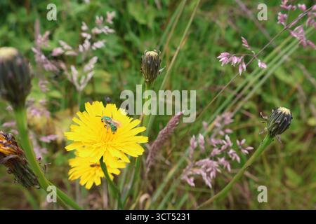 Makro einer Schweißbiene auf einer Blume auf einer Wiese Stockfoto