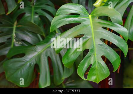 Nahaufnahme, Makro aus glänzend grüner Monstera deliciosa oder Schweizer Käsepflanze mit natürlichen Löchern in tropischer Innenumgebung mit sanftem Licht. Natürlich b Stockfoto