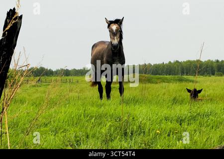 Das Pferd weidet auf der Wiese weidende Pferde. Stockfoto