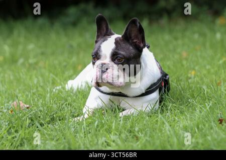 Ein schwarz-weißer französischer Bulldogge mit doppelter Kapuze, der ein dunkles Geschirr trägt, liegt bequem auf einem grünen Rasen und schaut aus der Kamera heraus. Stockfoto