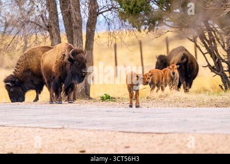 Eine Bison- oder Büffelherde, die im Frühling auf einem Präriefeld in der Nähe einer Straße im Rocky Mountain Arsenal Wildlife Refuge auf der Suche nach Kälbern ist. Stockfoto