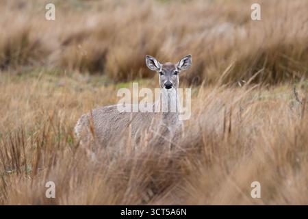 Ein Weißschwanzhirsch (Odocoileus virginianus ustus), der zwischen goldenen páramo-Gräsern in den hohen Anden Ecuadors steht. Stockfoto