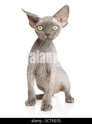 Sphynx-Katze auf weißem Hintergrund mit grünen Augen und großen Ohren Stockfoto