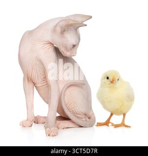 Eine rosafarbene Sphynx-Katze sitzt neben einer stehenden gelben Küken auf weißem Hintergrund. Die Sphynx blickt nach unten, ihre Haltung vermittelt Neugier oder Cautio Stockfoto