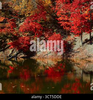 Bäume in tiefrotem Herbstlaub über einem Bach spiegeln sich im stillen Wasser unterhalb des Rocky River Reservation, einem Cleveland Ohio Metro Park. Stockfoto