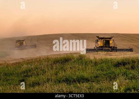 SWIFT Current, SK, Kanada - 24. August 2025: New Holland erntet Weizen in Saskatchewan bei Sonnenuntergang Stockfoto