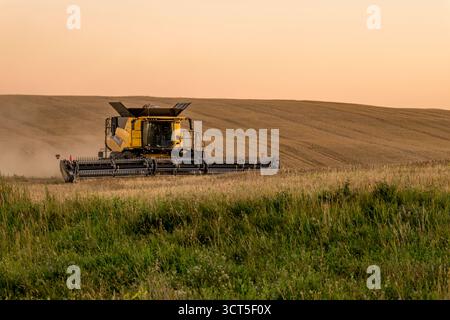 SWIFT Current, SK, Kanada - 24. August 2025: New Holland-Mähdrescher erntet Weizen in Saskatchewan bei Sonnenuntergang Stockfoto