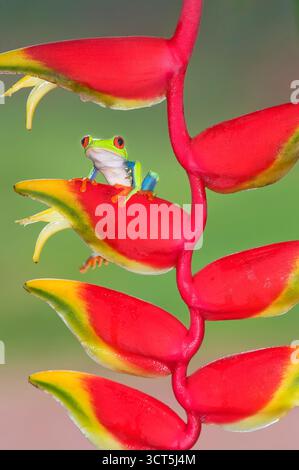 Baumfrosch mit roten Augen (Agalychins callydrias) auf einer Heliconia (Heliconoa stricta) Blume, Costa Rica Stockfoto