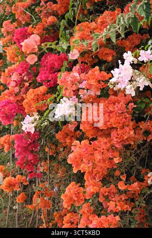 Weiße orange und rosafarbene Bougainvillea-Blüten wachsen über einem All in Agadir, Marokko Stockfoto