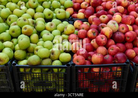 Grüne und rote Äpfel ordentlich in Marktkisten angeordnet Stockfoto
