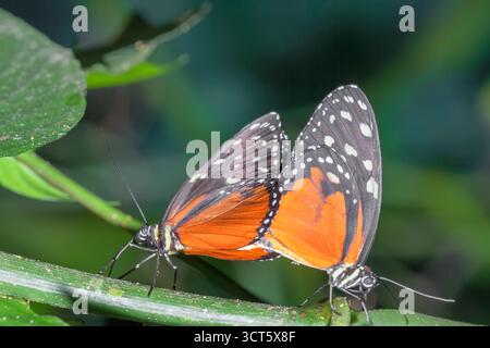 Monarch Schmetterlinge, (heliconius hecale), Costa Rica Stockfoto