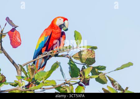 Scharlacharas (Ara macao), der Nuss isst, Corcovado Nationalpark, Osa Halbinsel, Costa Rica Stockfoto