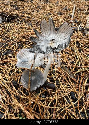 Coprinopsis lagopus - Hasenfuß-Tintenkappenpilz. Stockfoto