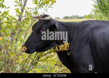 Eine Kuh frisst Gras und Blätter. Stockfoto