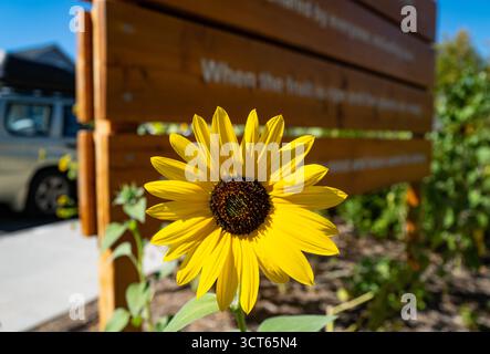Reno, NV, USA - 24. September 2025: Nahaufnahme der Sonnenblumen, die vor dem Nevada Museum of Art in der Hill Street wachsen. Stockfoto