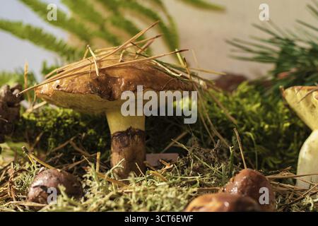 Kleine Pilze, die auf dem Waldboden zwischen Kiefernnadeln und Moos wachsen Symbol für ökologisches Gleichgewicht und Artenvielfalt der Wälder Stockfoto