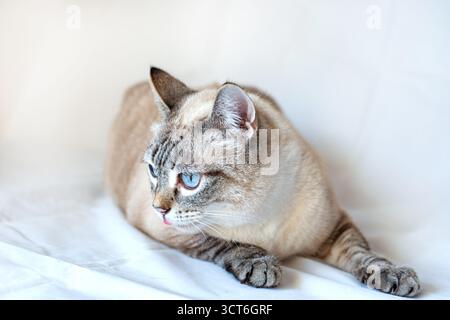 Häusliche Katzenruhe und schaut weg. Siamkatzenmix, Lynx Point Stockfoto