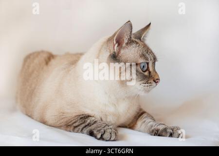 Häusliche Katzenruhe und schaut weg. Siamkatzenmix, Lynx Point Stockfoto