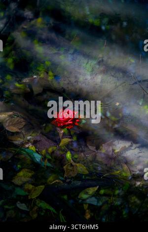 Rote Rose schwimmt im nebeligen Wasser Stockfoto