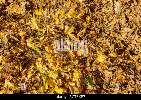 Ein Hintergrund aus getrockneten Herbstblättern, die auf dem Boden verstreut sind und eine Kombination aus Gelb- und Brauntönen zeigen. Strukturiertes Laub, jahreszeitliche Veränderungen in t Stockfoto