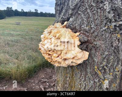 Regalpilz aus Baumstamm im schottischen Wald mit mehrschichtigem Wachstum auf Rinde mit poröser Unterseite und angrenzendem Moos-cov Stockfoto