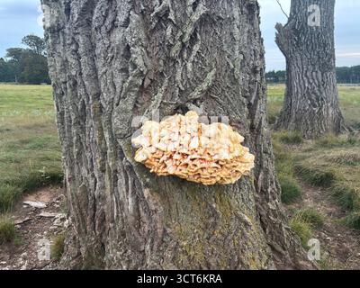 Regalpilz aus Baumstamm im schottischen Wald mit mehrschichtigem Wachstum auf Rinde mit poröser Unterseite und angrenzendem Moos-cov Stockfoto