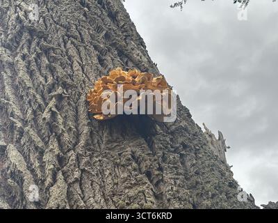 Regalpilz aus Baumstamm im schottischen Wald mit mehrschichtigem Wachstum auf Rinde mit poröser Unterseite und angrenzendem Moos-cov Stockfoto