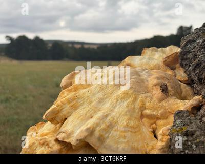 Regalpilz aus Baumstamm im schottischen Wald mit mehrschichtigem Wachstum auf Rinde mit poröser Unterseite und angrenzendem Moos-cov Stockfoto