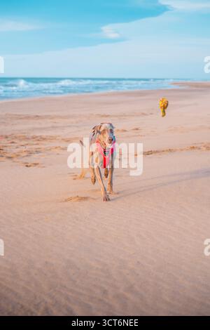 Weimaranerhund, der am Sandstrand in rotem Gurtzeug auf Seilspielzeug zuläuft. Aktives reinrassiges Haustier jagt und spielt draußen an der Küste Stockfoto