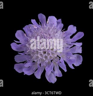 Tauben-Skabiose (Scabiosa columbaria), Bluete, Deutschland Stockfoto