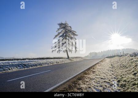 Europäische Lärche (Larix decidua) neben einer Straße mit Raureif auf den Zweigen bei Sonnenschein im Winter, Bayern, Deutschland Stockfoto