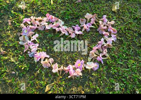 Rosafarbene Blumen sind in Herzform auf einem grünen Rasen angeordnet Stockfoto