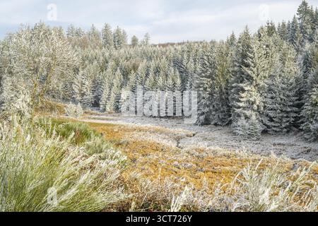 Tal mit einem kleinen Bach, umgeben von einem Mischwald mit jungen Fichten (Picea abies), die weiß von Raureif bedeckt sind, an einem sonnigen Tag in W Stockfoto