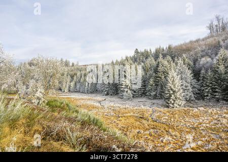 Tal mit einem kleinen Bach, umgeben von einem Mischwald mit jungen Fichten (Picea abies), die weiß von Raureif bedeckt sind, an einem sonnigen Tag in W Stockfoto