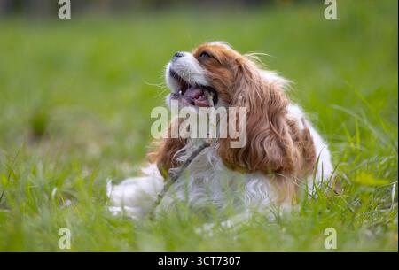Cavalier King Charles Spaniel Hund auf einem Spaziergang im Sommerpark. Stockfoto