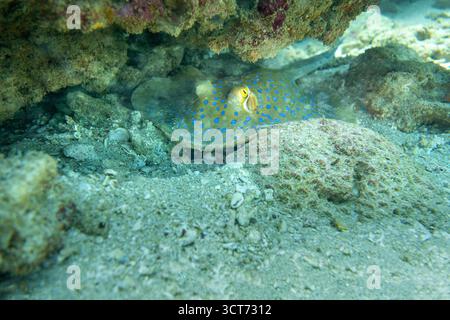 Blue Spoted Ray am Ningaloo Coral Reef, Western Australia, Australien Stockfoto