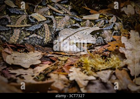 Die Gaboon Viper (Bitis gabonica), auch Gaboon adder genannt, ist eine große und hochgiftige Viper-Art, die in den Regenwäldern und Savannen von vorkommt Stockfoto