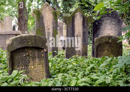 Alter verlassener jüdischer Friedhof, moosige Grabsteine auf dem Friedhof Stockfoto
