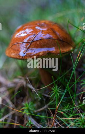 Nahaufnahme eines Lorbeerpilzes (Boletus badius) mit einer glänzend braunen Kappe, der zwischen lebhaftem grünem Moos in einer feuchten Waldlandschaft wächst Stockfoto