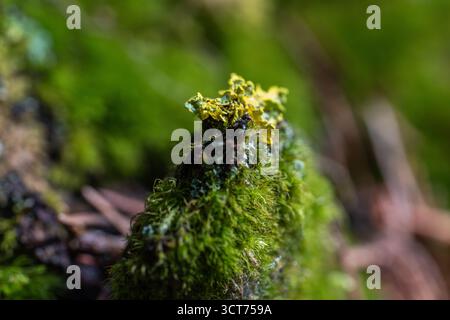 Gelbes Flechten (Cladonia sp.) Wächst auf moosbedecktem Holz in einem feuchten Waldmikrohabitat im Apuseni-Gebirge Stockfoto
