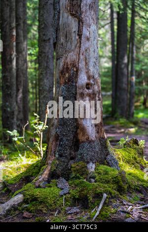 Alter Baumstamm bedeckt mit Moos und Flechten, der zwischen Waldbäumen mit gefiltertem Sonnenlicht und Waldbodenvegetation steht Stockfoto