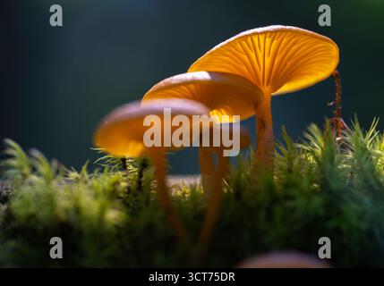 Gruppe kleiner orangener Pilze, die von hinten durch Sonnenlicht beleuchtet werden, das zwischen Moos auf einem Waldboden in den Apuseni-Bergen wächst Stockfoto