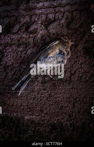 Minimalistisches Stillleben dunkles Bild eines toten Vogels, der auf matschigem Land liegt, mit dem Eindruck einer Reifenspur im Schlamm Stockfoto