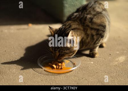Eine Tabbykatze isst Nahrung aus einer Glasschale auf dem Boden. Hochwertige Fotos Stockfoto