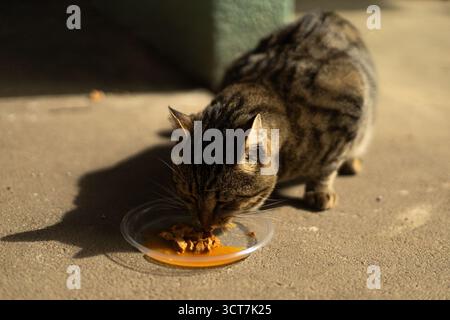 Eine Tabbykatze isst Nahrung aus einer Glasschale auf dem Boden. Hochwertige Fotos Stockfoto