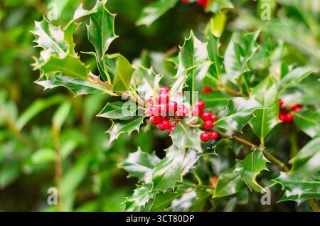 Nahaufnahme von lebhaften roten Stechpalmen-Beeren und grünen Weihnachtsblättern Stockfoto