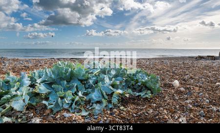 Meereskohl (Crambe maritima) wächst an einem Kiesstrand in Bexhill-on-Sea, East Sussex, unter hellem Frühlingshimmel am Ärmelkanal. Stockfoto