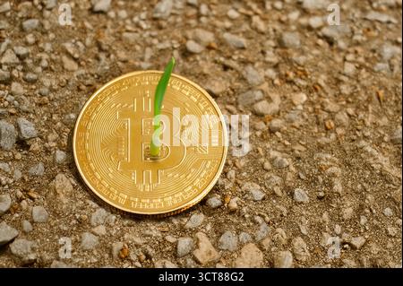 Bitcoin-Münze auf felsigem Boden mit grünem Spross, symbolisiert das Wachstum der Kryptowährung und der digitalen Finanzzukunft Stockfoto